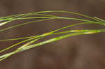 Blackseed speargrass